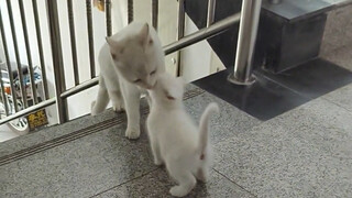 Induk kucing datang mengunjungi anaknya