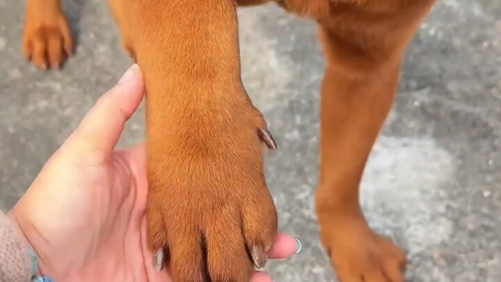 Wandered off on my own for two days, and when I came back, my paws looked like this. So heartbreakin
