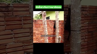 อันนี้เขาเรียกว่าหมามีสมอง