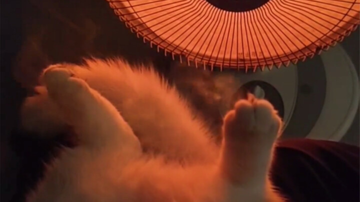 The Stock Roasting Expert