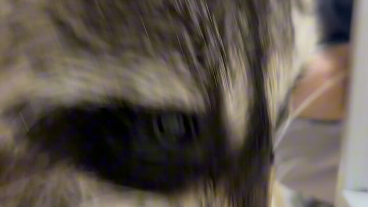 The Complete Process of a Raccoon Taking a Bath