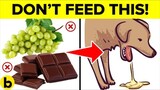 3 FOODS THAT CAN KILL YOUR DOGS