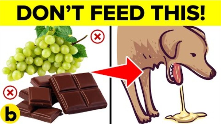 3 FOODS THAT CAN KILL YOUR DOGS