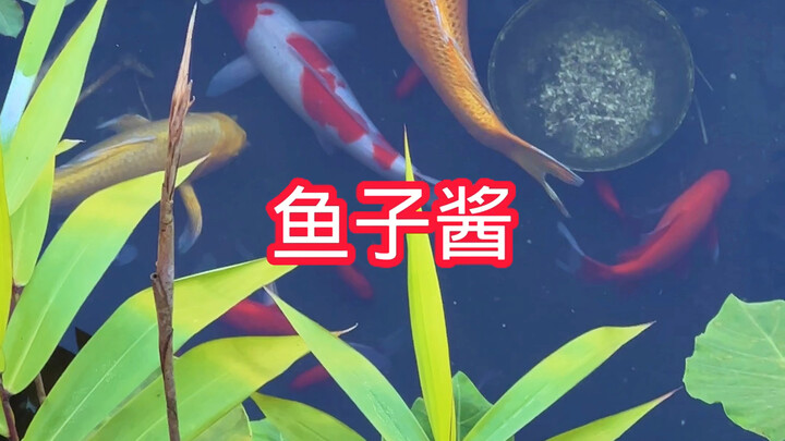 لقد ولدت حوضًا مليئًا ببيض السمك عن طريق الخطأ.