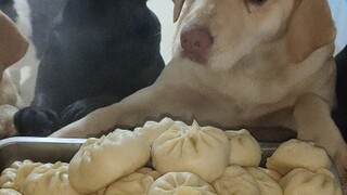 今天给狗狗做的猪肉酸菜馅包子，一起吃的饱饱哒！