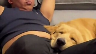 Dogs that look like their owners