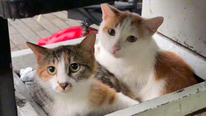 Even kittens hate rainy days.