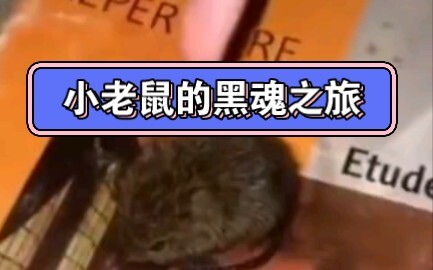 Pertarungan Bos Mendadak