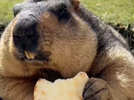 Take You to Discover 16 Kinds of Animals