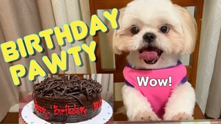 Cute Shih Tzu Dog's 2nd Birthday Celebration | It's A Balloon PAWty!