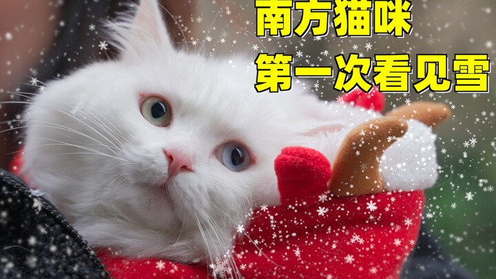 When a Southern cat sees snow for the first time: “This rain is so white!”