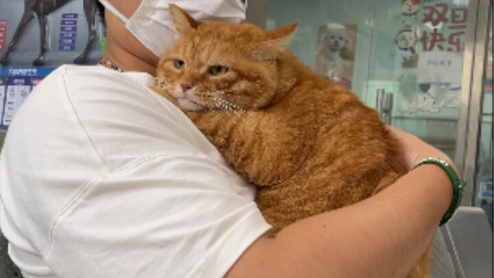 Con lợn cam nhút nhát, mập ú tủi thân đi bệnh viện