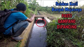 Mancing Mujair di Selokan || Dijamin Gampang Mancingnya!!