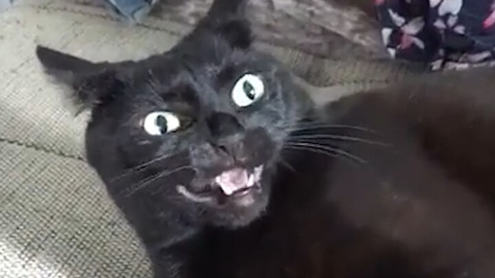"Mengejutkan Kucing Selama 800 Tahun"