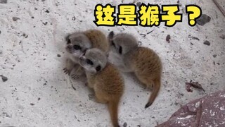 原来狐獴小时候这么可爱！