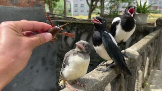 小鸟一生的阴影，被龙虾夹住嘴