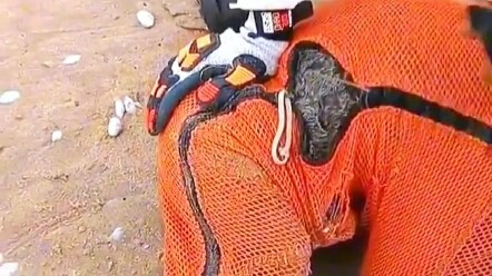 إنقاذ فقمة عالقة في نفايات المحيطات