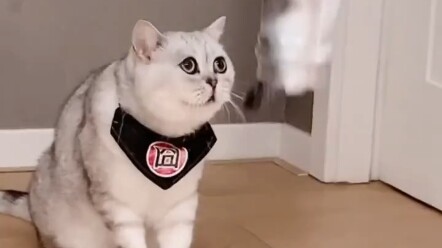 Nghe nói mèo thích những không gian nhỏ hẹp. Nhưng mẹ của bé thì hơi lo lắng (nhìn biểu cảm của cô ấ