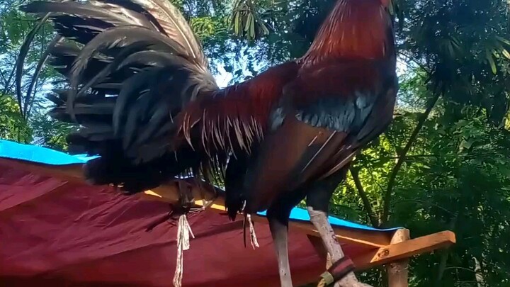 Dan gray RH ( TATAK NLG gamefarm ) TATAK GALLO