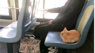 صور مضحكة على الإنترنت (91)