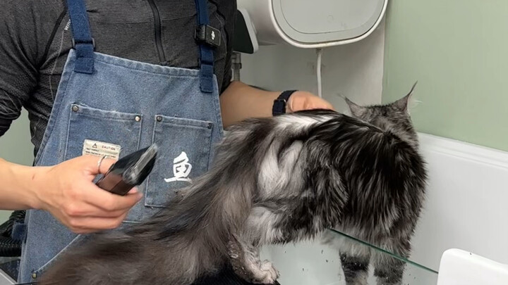 Such a tiny Maine Coon really makes me wonder if it’s even a Maine Coon #FishBaiWashesCats
