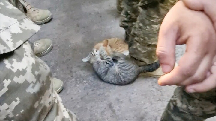 Đừng đánh nhau nữa!