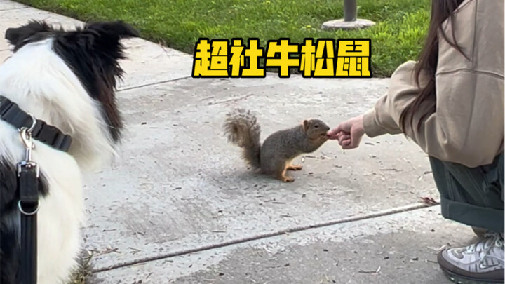 当爱追松鼠的边牧遇到社牛松鼠