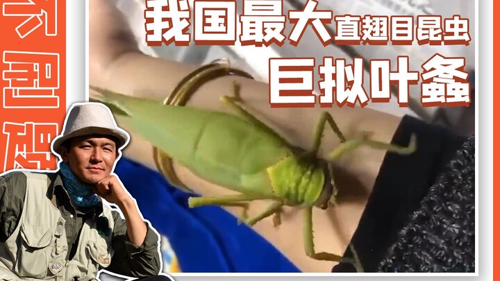 Do you know the giant leaf katydid?