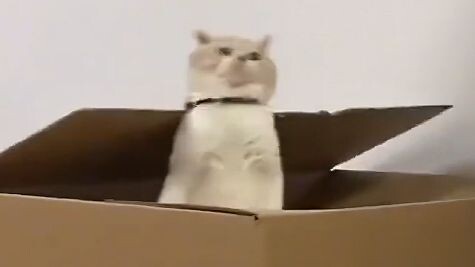 [Animal Voice Acting] Oh no, I’ve fallen into my sister’s trap!