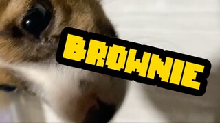 Brownie The Dog?