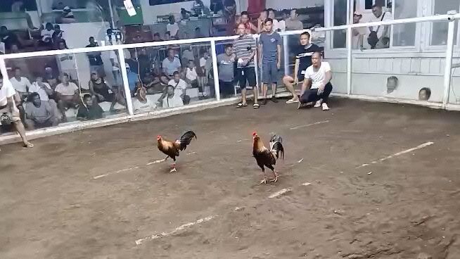 late upload June 18, 2 cock ulutan 1 win 1loss