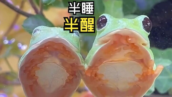 那些有爱的动物视频！