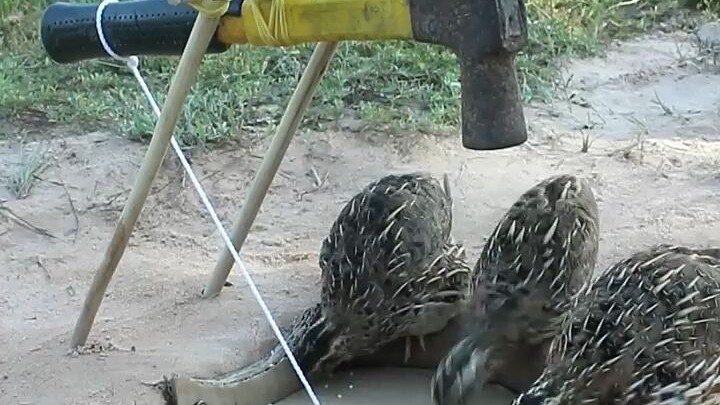 Mealtime Is Your Lie