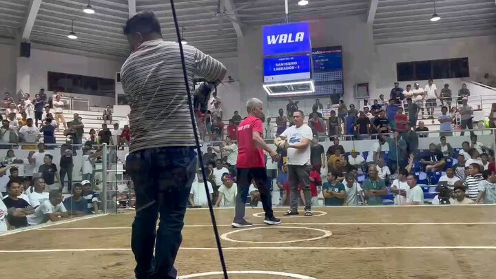 tested kung manok nilaban muna ng my ari ng farm bago ko binili (super kelso)