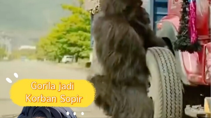 Gorila korban sopir