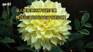 إنها الزهرة الأكثر تنوعًا في العالم. لا أحد يستطيع مقاومة جمالها. ازرعها مع أبصال الداليا وسجّل عملي