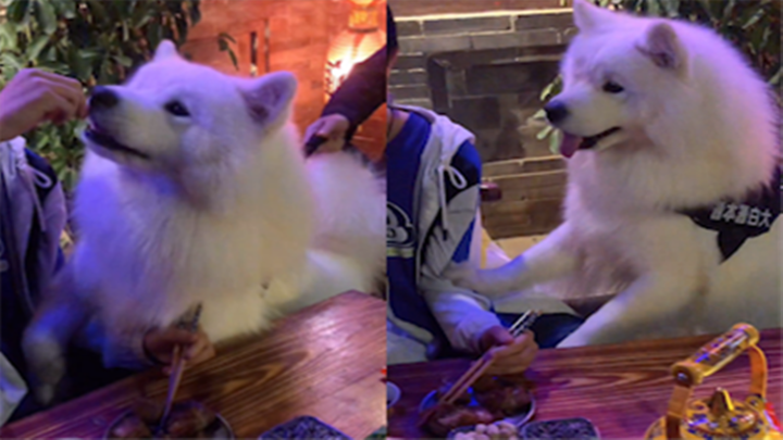 Earning a meal through charm? A Samoyed puppy sweetly begs for food from the table next to it, and a