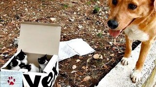 สุนัขพบลูกแมวถูกทิ้งและกลายเป็นพ่อเลี้ยงที่สมบูรณ์แบบ