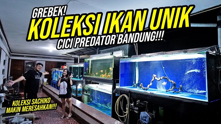 GOKIL CICI PEMERSATU BANGSA!!! - KOLEKSI SHARK-CHU UNIK SAMPE IKAN PREDATOR GANAS !!!