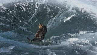 Internet-famous trap for sleepy cats? Cat: I'm just messing with you—did you really take it seriousl