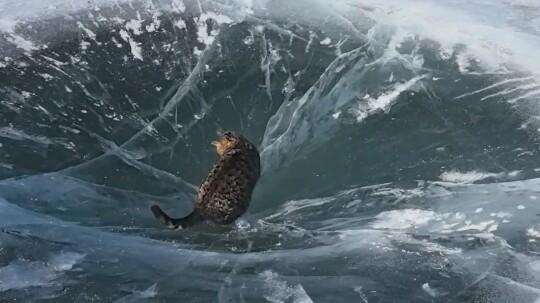 แมวที่ตกหลุมพรางเน็ตไอดอลเหรอ? แมว: แค่ล้อเล่นเอง ทำไมนายจริงจังขนาดนั้น~