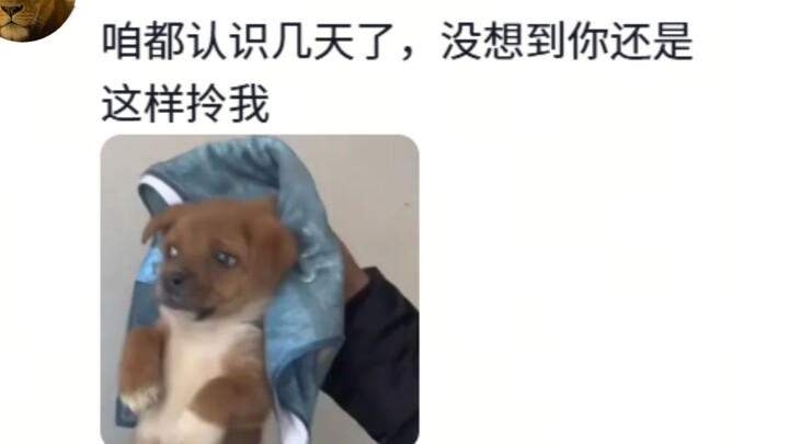 Puppy: “Did you know that when I was about to die, I met a god with a severe obsession with cleanlin