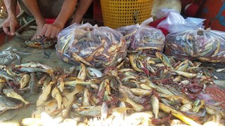 1 Ngày Đi Biển ''BỘI THU'' Của 2 Cha Con | Ngư Dân Miền Tây