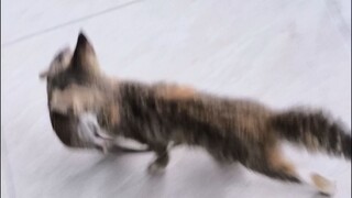 Mimi was bitten by a mouse