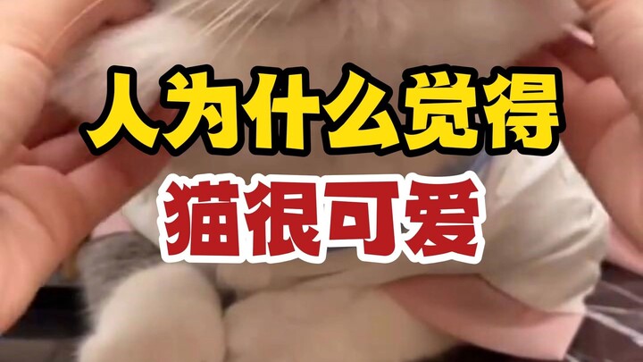 Why Do People Inevitably Find Cats Adorable?