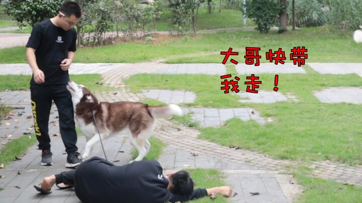 If the owner collapses while walking a Husky, will the Husky run off with a stranger?