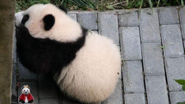[Animals]Happy daily life of panda Chong Chong