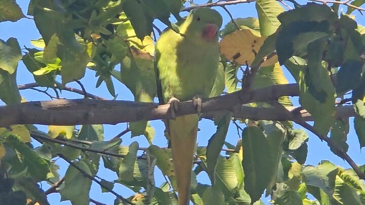 birds