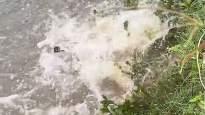 Ikan yang begitu ganas!