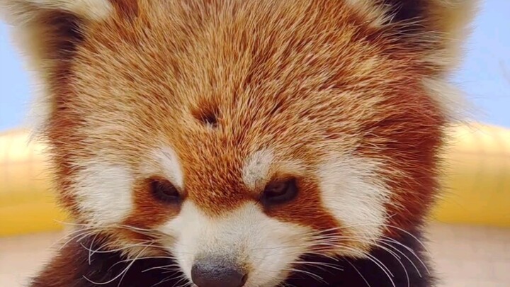 【Panda Kecil】Saksikan bagaimana si kucing disambut oleh Sky Nengneng, sang gueisha papan atas~~~